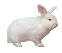 Rabbit Image